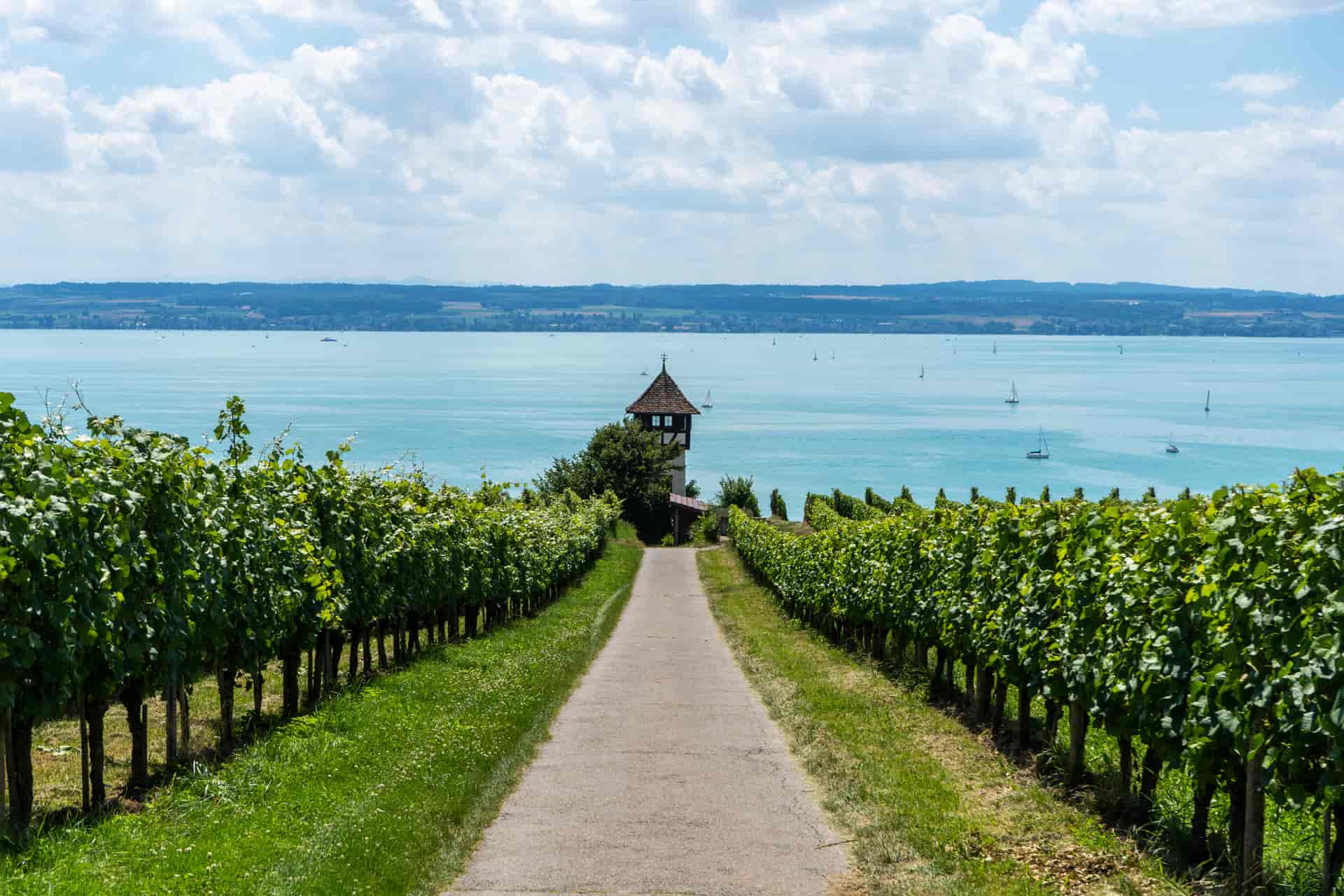 Zwischen-Weinreben-Bodensee