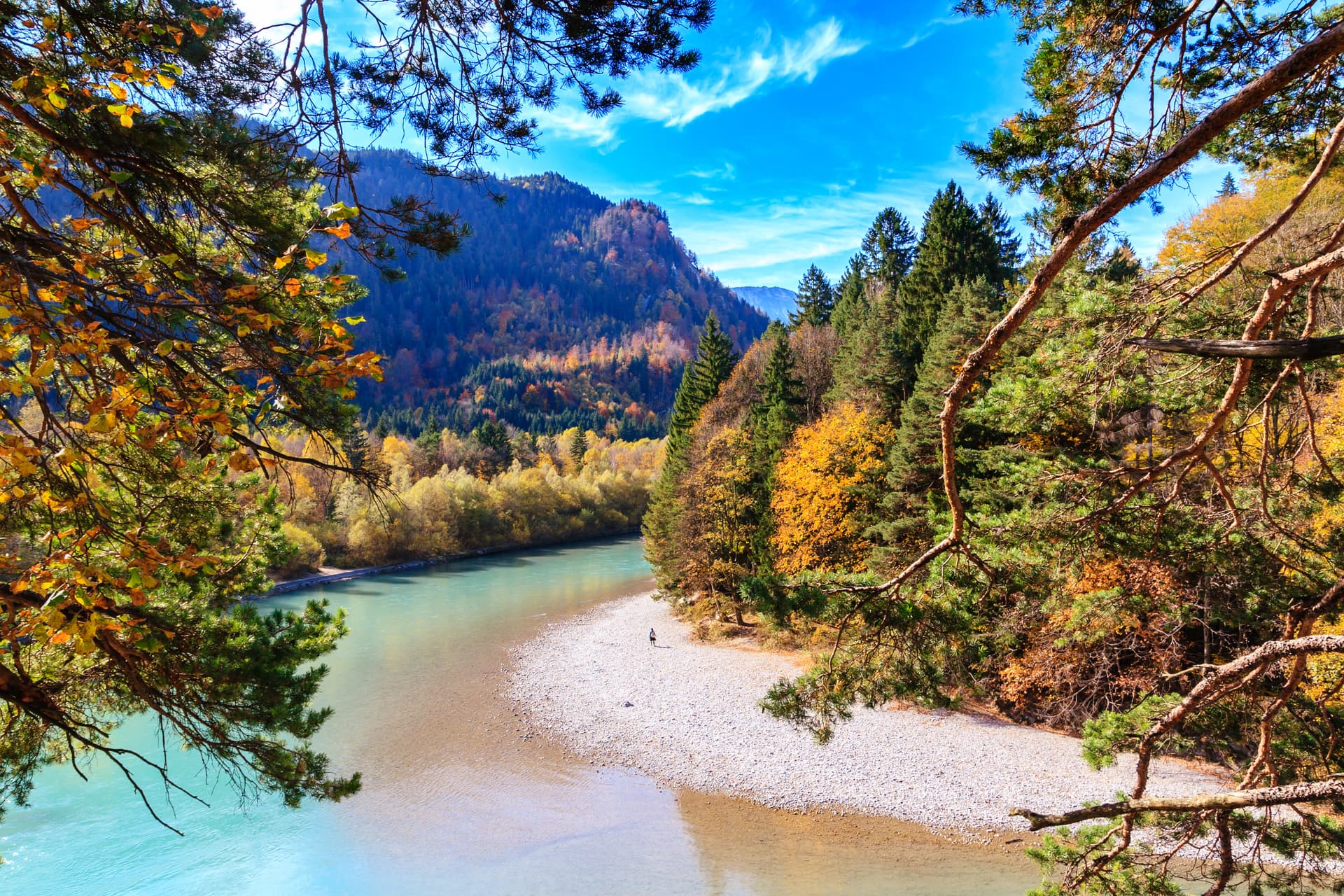 Turquoise Lech River bend with autumn foliage, mountains, and pine branches framing the view.