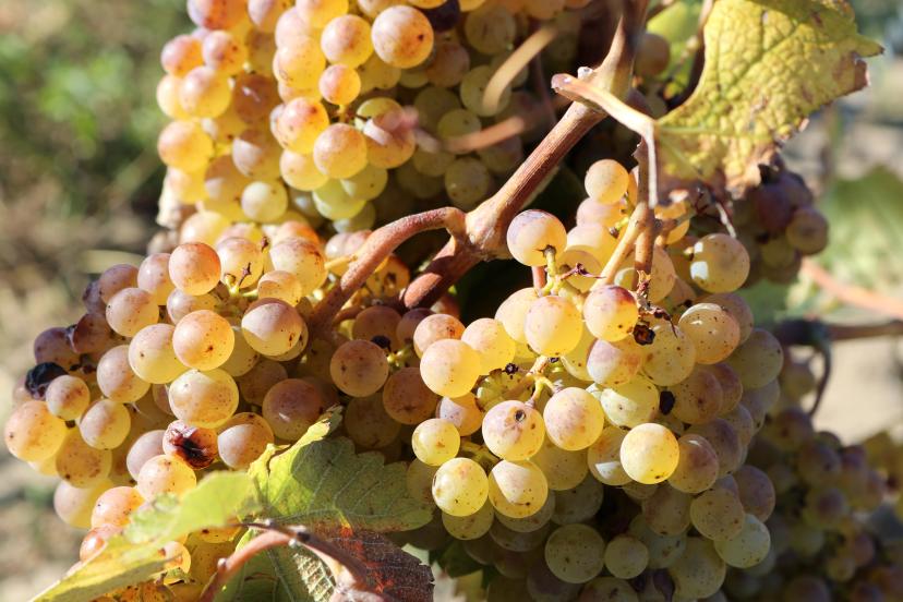 Franconian Silvaner image 1