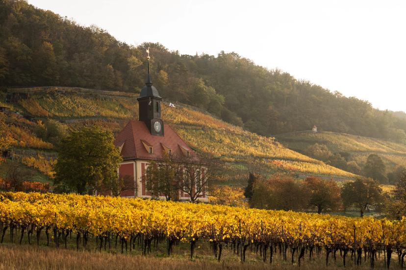 Saxon White Wine image 1