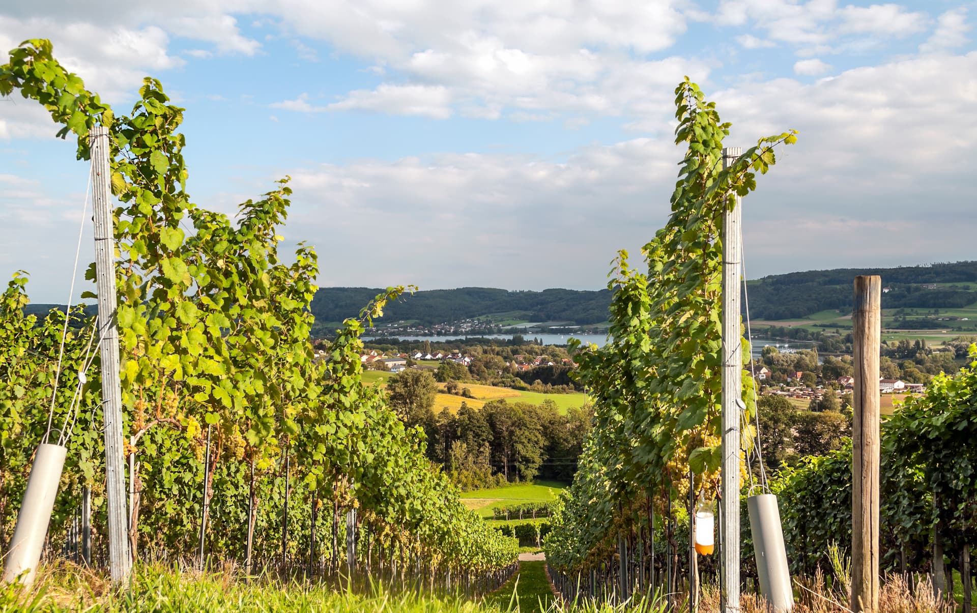 Vineyard rows overlooking Stein am Rhein, Switzerland, with a lake and forested hills in the background.